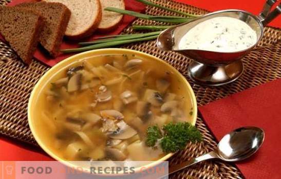 Pilzsuppe im Slow Cooker - für alle, die leckeres Essen schätzen. Garen Sie schnell, nahrhaft und lecker Pilzsuppen in einem langsamen Kocher ohne lästige Probleme