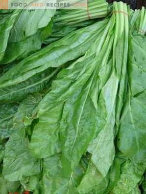 Spinat - vorteilhafte Eigenschaften und Kontraindikationen