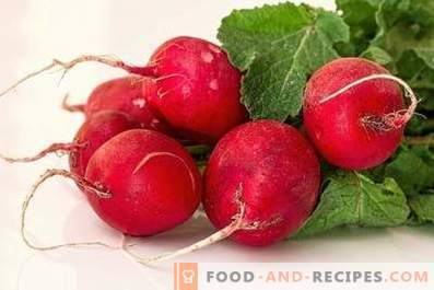 Radishes: benefits and harm to the body