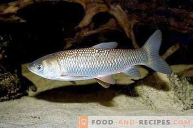 Weißer Amur-Fisch: Nutzen und Schaden