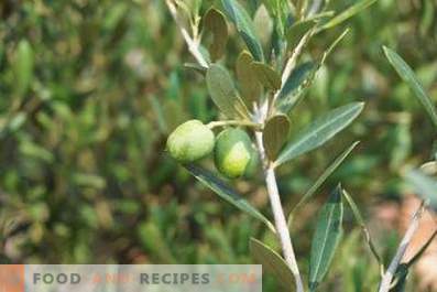 Wie man Olivenöl herstellt