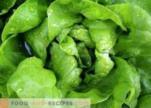 Kā iesaldēt salātu lapas ziemai