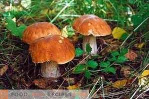 Како да се разликуваат јастиви печурки од отровни