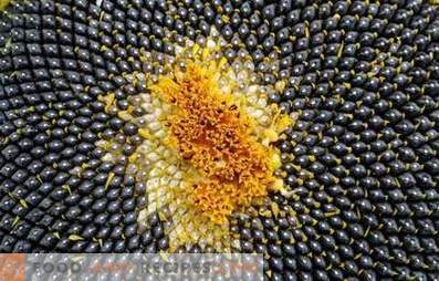 Sonnenblumenkerne: Nutzen und Schaden