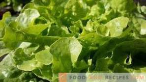 Wie werden Blattsalate aufbewahrt?