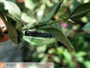 Lepidozid ist ein wirksames Medikament gegen blattschädigende Schädlinge